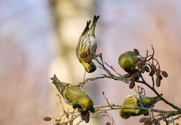 Ptaki 25