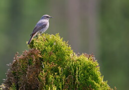 Ptaki 28
