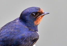 Ptaki 33